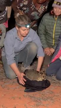 Endangered species of possum make return to Australia’s Red Centre