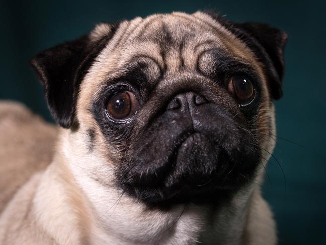 He successful trained a pug to not be able to breath properly. Or that might be to do with its squished up face. Picture: Matt Cardy/Getty Images