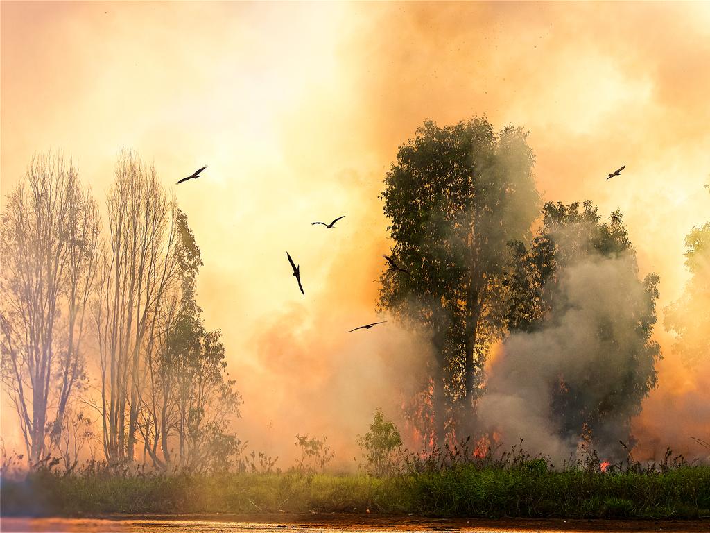 The winning image for the lands category was called “Where There’s Smoke... There’s Food”. The image was taken at Kakadu, Northern Territory. Picture: Michael S. Martin/TNC Oceania Photo Contest