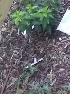 Syringes thrown over a balcony into a resident's backyard. Picture: Supplied