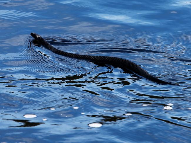 Tiger snakes can swim. Picture: Richard Jupe