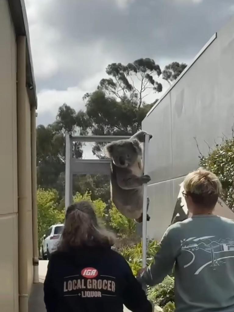 Staff members were able to take the koala back to safety. Picture: Instagram/@meeniyanigalocalgrocer