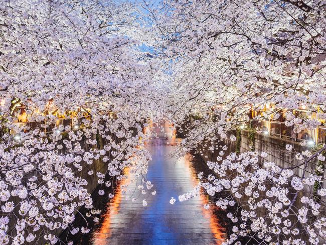 SUNDAY ESCAPE. JAPAN WISHLIST. Cherry blossoms season in Tokyo, Japan. Photo taken on a bridge at Meguro River in Tokyo. Picture: iStock