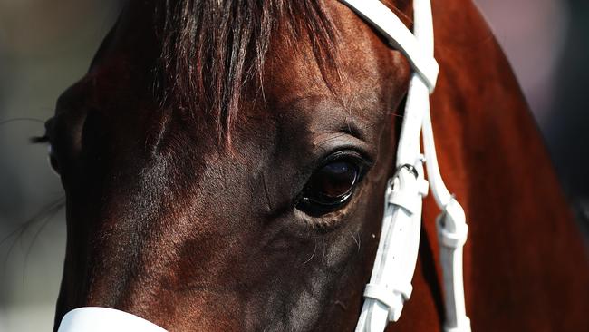 There will be tears, lots of tears, when Winx races for the final time. (Photo by Mark Metcalfe/Getty Images)