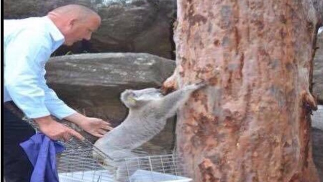 Ricardo Lonza frees a koala that had been in care.