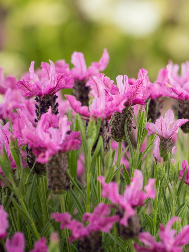 'Pink Lace'.