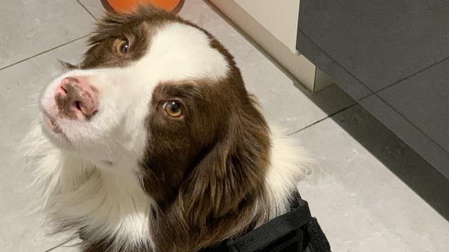 Appy the boarder collie – who was missing for more than a year – was been reunited with his owners.