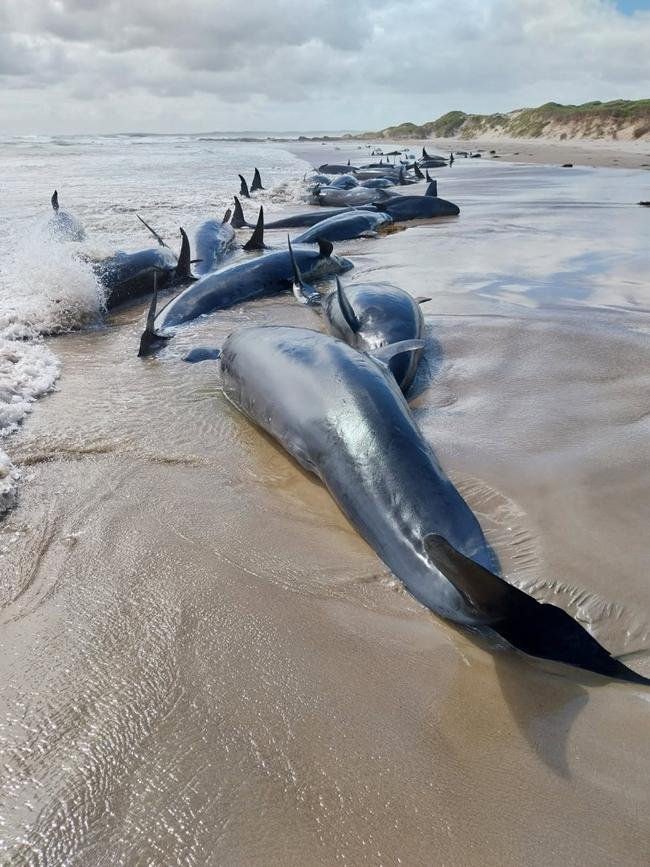 False killer whales stranded near Arthur River. Picture: NRE Tasmania