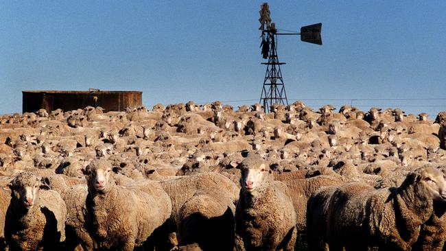 Sheep on the historic Boonoke Merino property near Conargo in NSW.