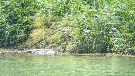 Jawajawa Rangers have spotted this 3-4m saltwater crocodile on the Mulgrave River at a spot previously thought to be croc free. Picture: Dulabed and Malanbarra Yidinji Aboriginal Corporation