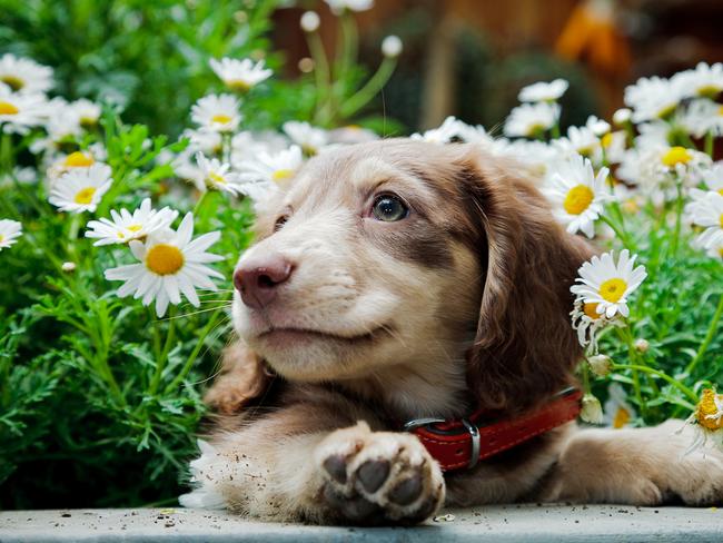 Revealed: Stanthorpe’s cutest dog for 2021 crowned