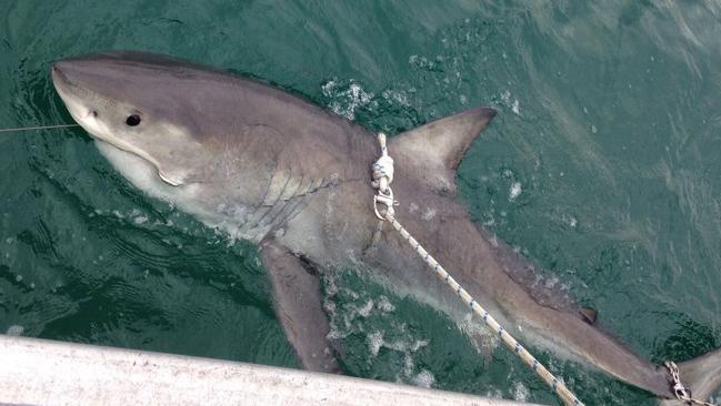 A 2.35m female great white shark tagged and released using MART drumline off Evans Head