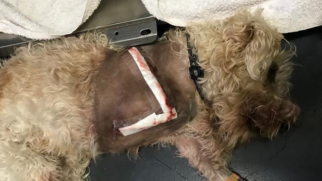 GCB Photos of Kyla - Dog attack WARNING GRAPHIC IMAGES Paradise point