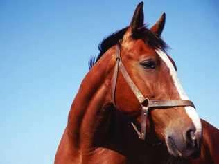 A Grafton man claimed he had consent for sex acts with a horse. FILE PHOTO. Picture: John Foxx