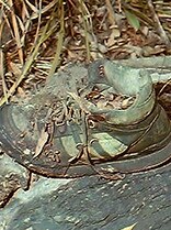 A hiking shoe found at the site. Picture: NSW Police