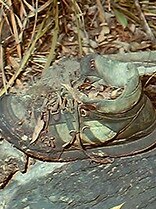 A hiking shoe found at the site. Picture: NSW Police