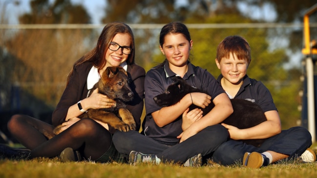 NSW Police puppies named