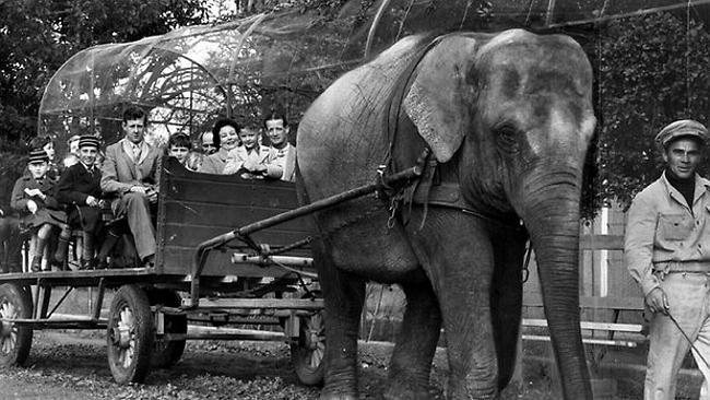 The highlight of a visit to the Adelaide Zoo was a ride in Samorn's cart. Photo: The Advertiser