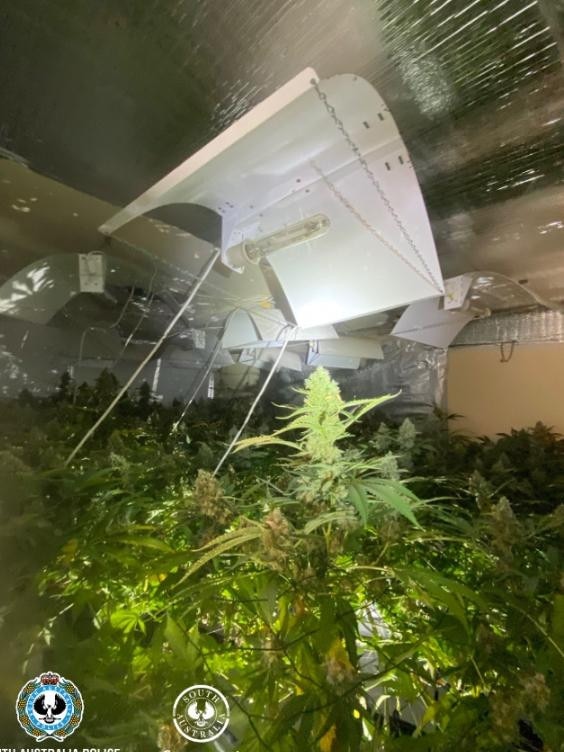 A homegrown hydroponic cannabis crop was found at West Lakes. Picture: SA Police