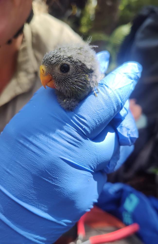 Orange-bellied parrots released into the wild ahead of expected largest-ever winter migration. Picture: NRE Tasmania.