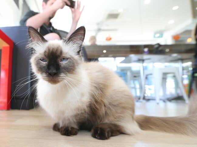 Harry the Birman Munchkin. Picture Glenn Hampson