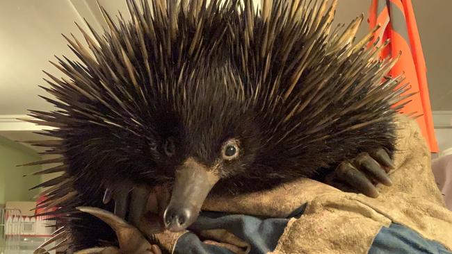 LUCKY: This echidna survived a a 10km journey stuck in a car wheel, escaping with only minor injuries. Currently in care with Northern Rivers Wildlife Carers, he is expected to make a full recovery. Photo: Supplied