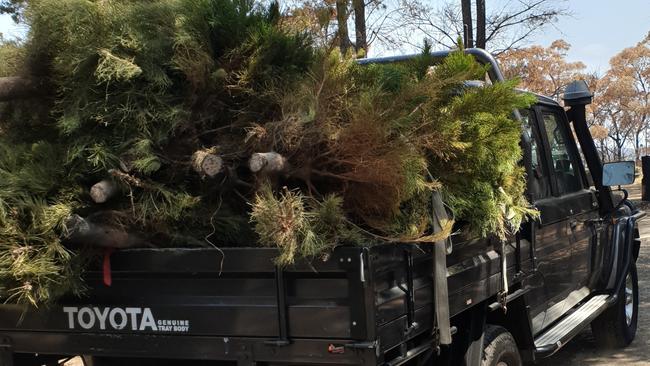 More Christmas tree donations arrive. Photo: Isabell Petrinic