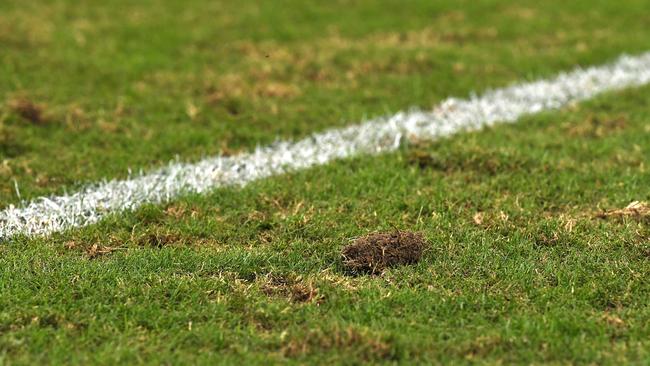 The Suncorp Stadium turf is set for a massive test over the weekend. 