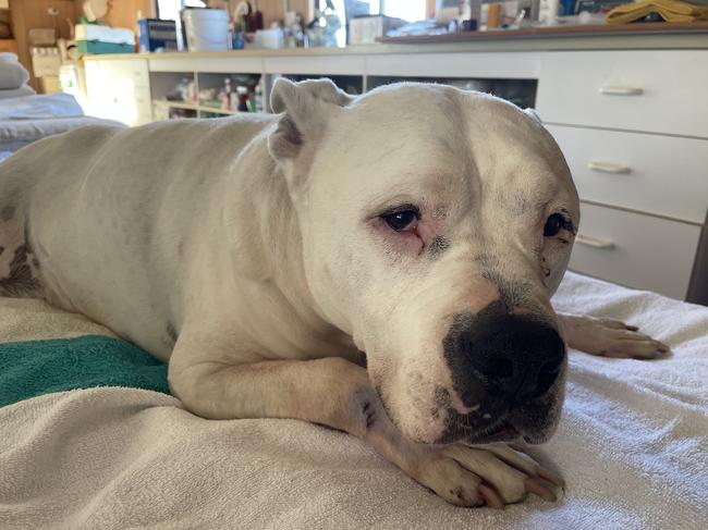 Ollie the staffie is slowly recovering at Wildwood Park Sanctuary Animal Rescue and Rehabilitation after being injured in a fatal crash that killed his owner. Picture: Supplied