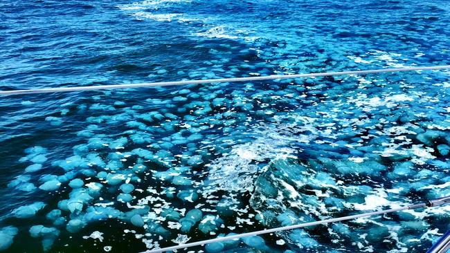 This smack of jellyfish was spotted offshore from the Gold Coast Seaway. Pic: Samantha Breit.