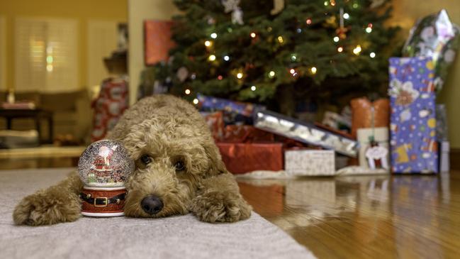 This Goldendoodle is as excited about Christmas as Peter Goers.