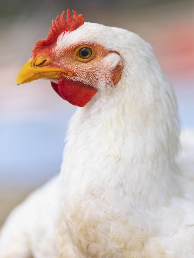 Council’s approval would have allowed for the farming of chickens in the future.