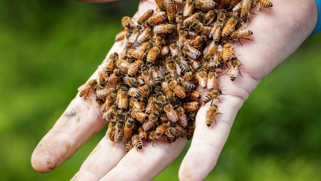 Beekeeping can help reduce stress and anxiety. Picture: Nicole Cleary