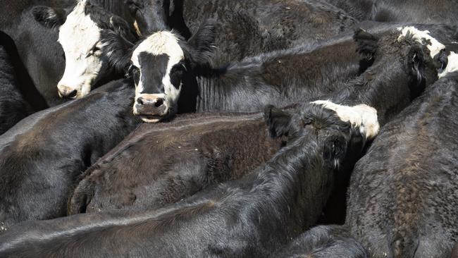 Australia’s cattle herd continues to tighten. PICTURE: ZOE PHILLIPS