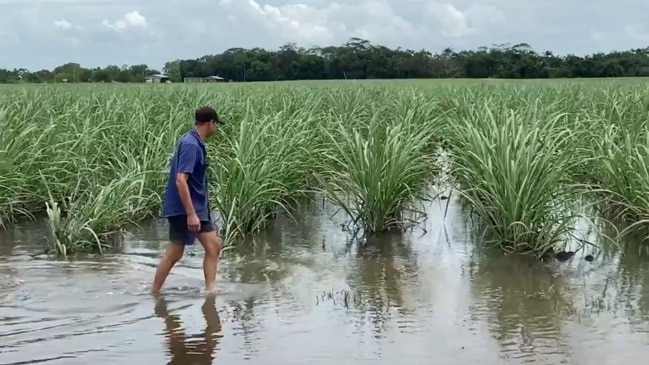 Heavy rain swamps Mackay sugar cane farms