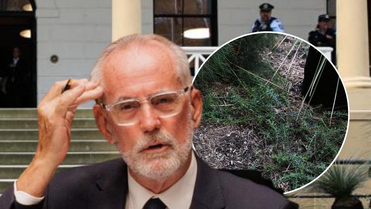 Magic mushrooms sprout steps from NSW parliament’s front door