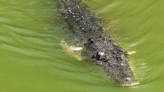 The resident man eaters at Crocodylus Park didn’t deter a group of teenage burglars in September. Picture: Katrina Bridgeford