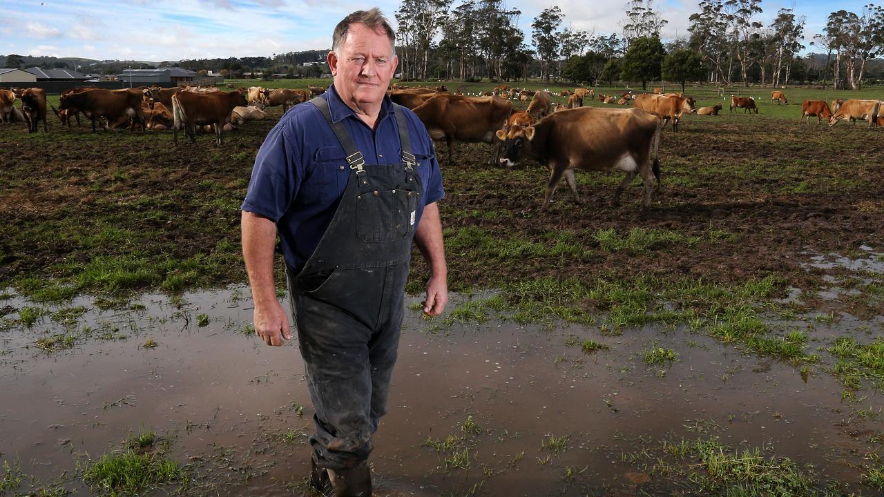 Michael Perkins who is looking after the Heazlewood dairy farm herd after the Latrobe flood. PICTURE CHRIS KIDD