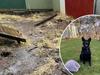 New digs finally open for Launceston Dogs’ Home