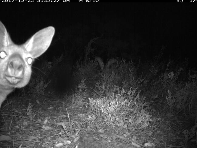 A western grey kangaroo caught on sensor camera. Picture: Supplied