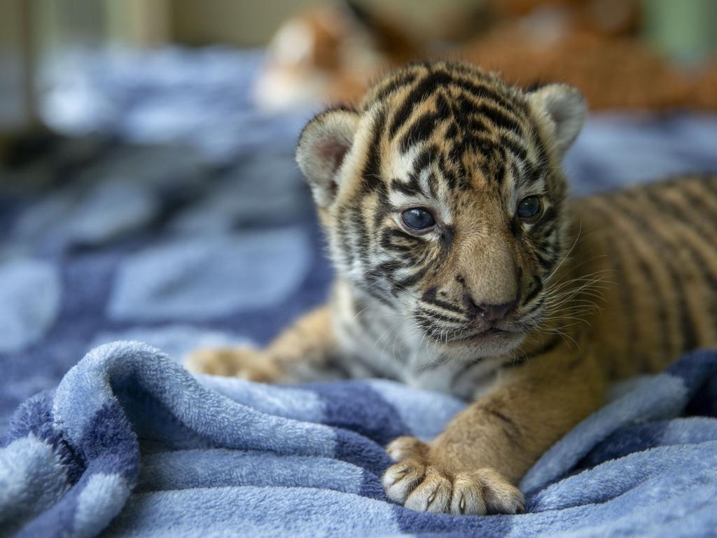 Dreamworld's two tiger cubs, born to Adira at Tiger Island. Picture: Patrick Martin-Vegue, Tiger Island Manager