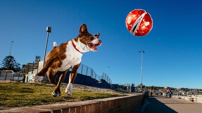 Dog plays soccer on Bondi Beach