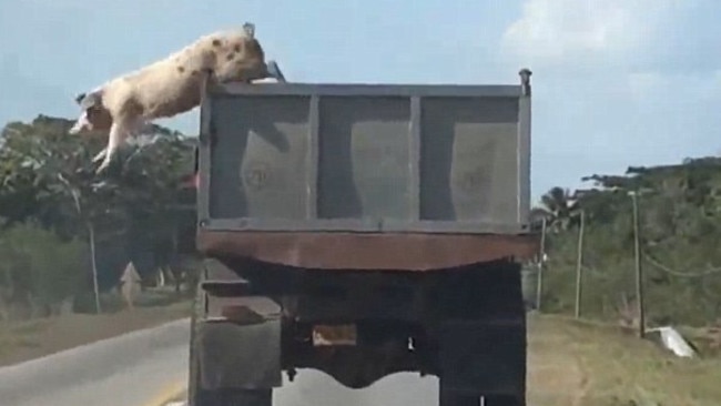 Amazing leap ... the pig jumps from the moving truck.