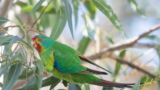 The critically endangered swift parrot is being pushed to the brink of extinction. Picture: David Adams