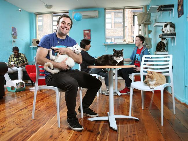 The relaxing benefits of doing yoga with curious felines at Sydney’s ...