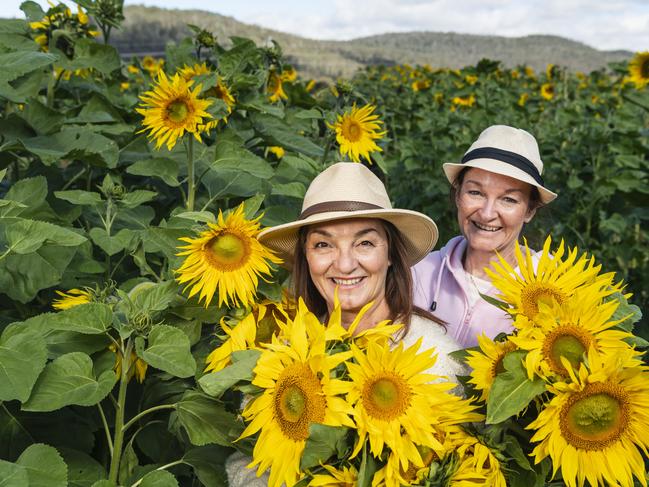 Vicki Lennox (left) and Natalie Beith at the picnic with the sunflowers event hosted by Ten Chain Farm, Saturday, June 8, 2024. Picture: Kevin Farmer