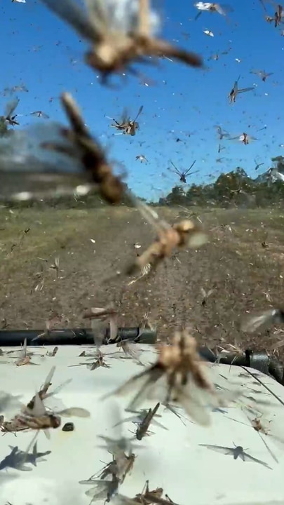 ‘Biblical’ swarm of grasshoppers descends on Queensland road