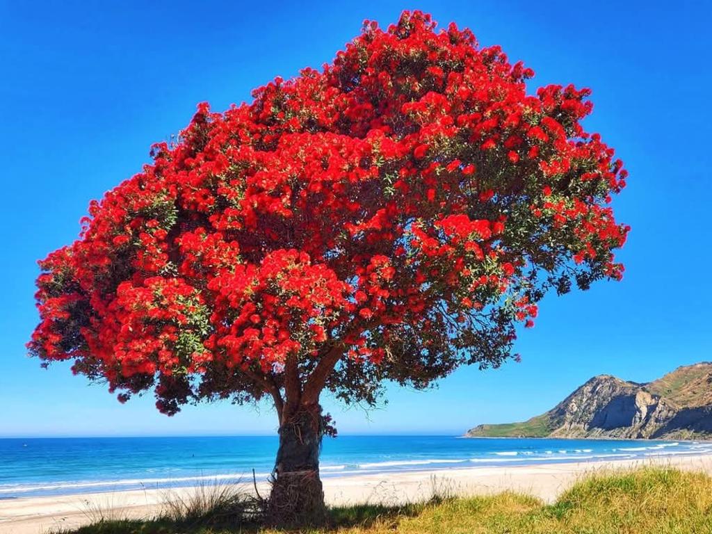 The picture sent to me by my ex is a Pohutukawa tree, a sign of beauty and blessings.