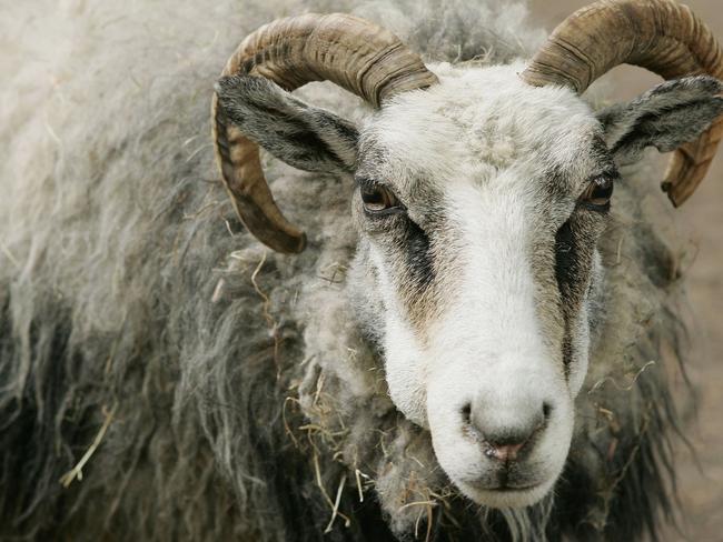 BERLIN - MAY 29: A male sheep, (a ram), stands in the petting zoo of Berlin's Tierpark zoo on May 29, 2006 in Berlin, Germany.   (Photo by Sean Gallup/Getty Images)