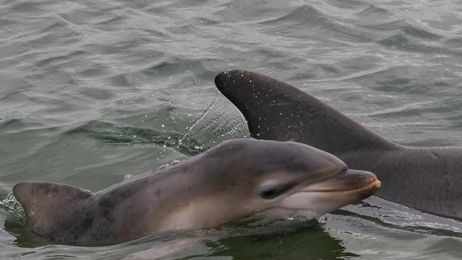 Dolphin Ripple (in background) and her now deceased calf Holly. Picture: Marianna Boorman.